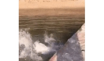 ネットで有名なgifを逆再生するとこうなるwwwwwww