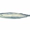 秋刀魚