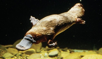 カモノハシとかいう謎生物なんなのさwww
