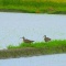 雨中の観察・・・水田のチュウシャクシギ