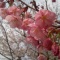 しののめ周辺お花見情報♪ その2 〜お散歩がてら京都観光編〜