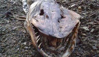 ワニ?古代生物? イギリスの湖に鋭い歯をもつ謎の生物が現れる