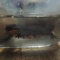 水中で食べるシナイモリ