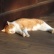 鎌倉の浄妙寺で甘~いケーキとかわいい猫