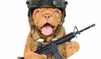 嘘のような戦略『動物を武器として利用した計画』が実在していた