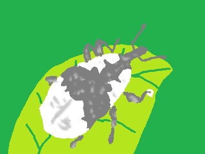 オジロアシナガゾウムシ2