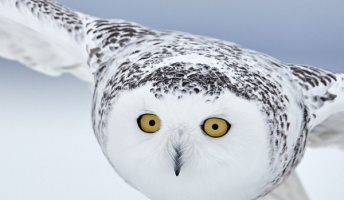 2018年、野鳥写真コンテスト Bird Photographer of the Year 2018のファイナリスト作品発表!
