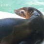 とべ動物園モーニングツアーに行ってきた