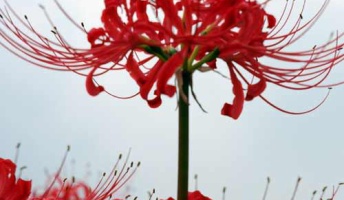 【要注意】あなたの身近にある"有毒植物"たちがこちら→
