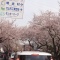 花見ドライブ
