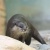 アクア・トトぎふ　上からコツメ