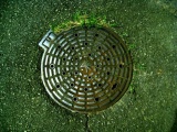 最近読んだ本:塚谷裕一「カラー版 - スキマの植物図鑑」(中公新書)