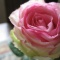 お花屋さんで出会ったバラ