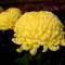 浦和中央公園の菊花展2011