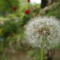 花公園