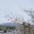 富士桜(豆桜)2010年