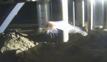 世界の最深記録映像!水深8143mの深海に新種の魚、ハワイ大学が発見