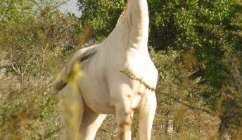全身真っ白の『キリン』発見される!まさに神獣