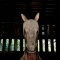 過去を見つめる馬