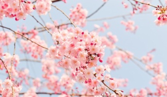 春がきたぞ!全国から寄せられる極上の桜の写真をご覧ください