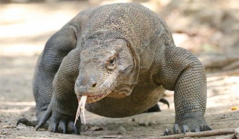 「竜の血」に治癒効果 コモドドラゴンの血液成分から強い抗菌作用発見 新薬開発へ期待