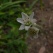 庭の花 「5月続きの続き」