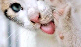 思わず保存した動物画像うぃぃぃ