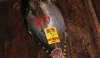 なぜ牛豚の屠殺解体は見てられんけど魚は大型でも平気なのか?