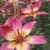 世羅高原のお花