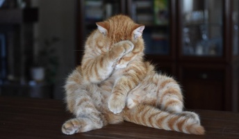 【癒やし&笑い】衝撃写真連発の『#猫の写真へたくそ選手権 』が面白い