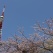 2018.3.31 芝公園 増上寺 東京ミッドタウン