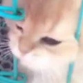 子ネコが「ケージ」から脱走しようとしていた。さすがに狭くて通り抜けられにゃい！ → と思ったら…