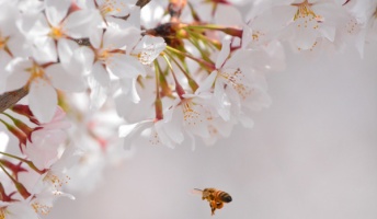 桜の写真撮ってきたから評価して!