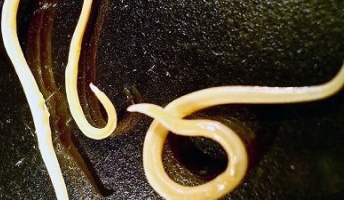 シベリアの永久凍土で凍りついていた虫、4万2000年ぶりに息を吹き返す