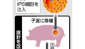 ブタ体内で人間の臓器作る研究、今秋にも解禁
