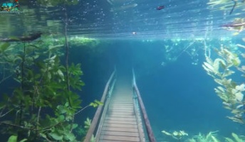 ファンタジーの世界のように見える「洪水で沈んだ森」のムービーが公開されて再生数が180万回を超える