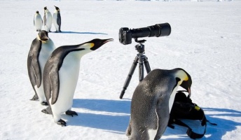 【画像】ペンギン「望遠鏡あるやんけ!覗いたろw」