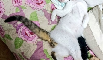 うちの猫がダイコンなんだが、お前らの猫も見せてくれ(画像あり)
