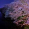 夜桜です。