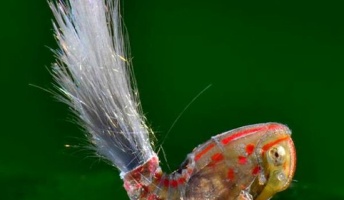 【閲覧注意】暇だしわけわかんねぇ生物の画像貼ってく