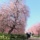 しだれ梅 ☆
