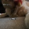 ハーちゃん・・・・可愛すぎる…（笑）