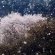 【画像有】桜はなぜ1週間しか仕事をしないのか…福岡で開花
