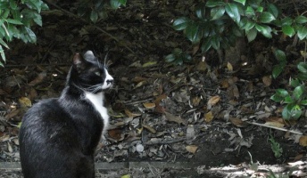 ネッコハンターが猟果を貼るスレ