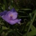 庭の花 「5月続きの続き」
