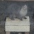みさき公園　シャイニーズ・エンジェルズ