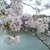 桜咲いた