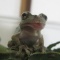 ちょろりん。