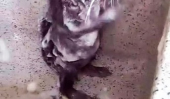 【ガチ】ネズミが人間のように体を洗う姿が目撃される!!(動画あり)