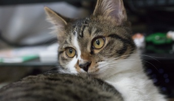 子猫拾って130日目。愛娘に6時前に起こされるのも慣れたので見てくれ